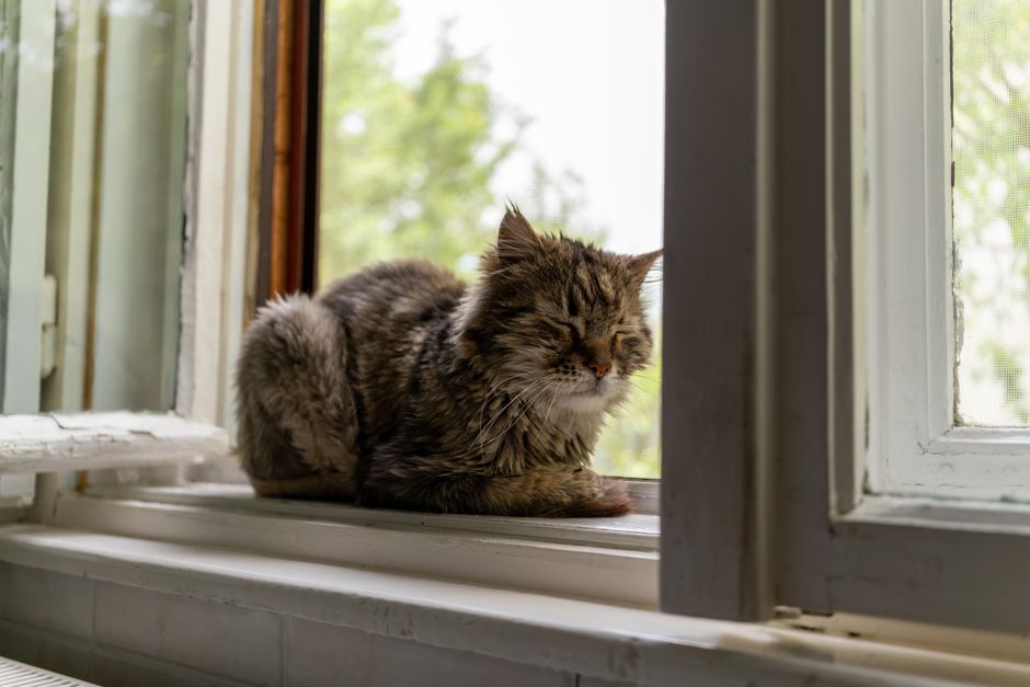 Which is Better: Cats or Dogs? A Carleton Historian Weighs In