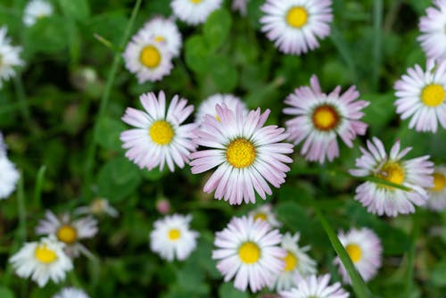 Beautiful Flowers on Ground