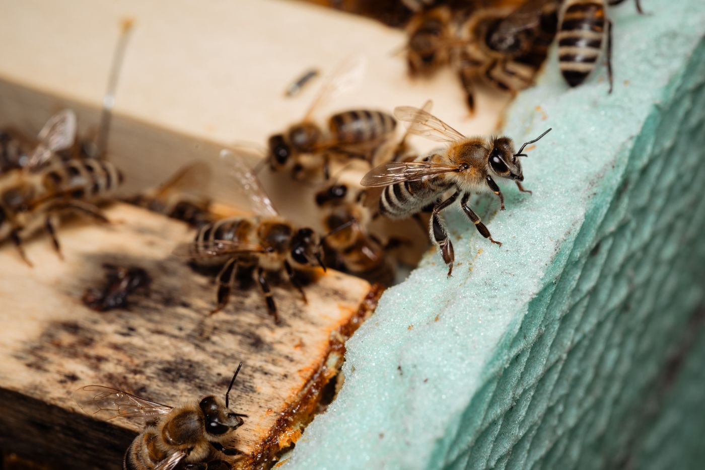 Apiculteur inspectant un cadre de ruche couvert d'abeilles dans un rucher en pleine nature