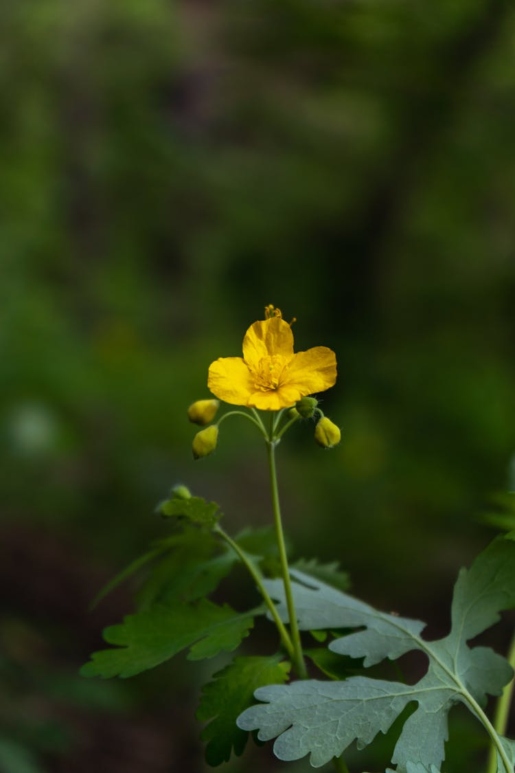 Close-up Of A Yellow Flower 