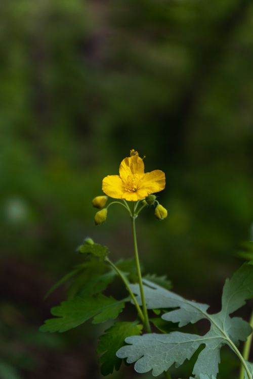 Free Close-up of a yellow flower in the wild, showcasing its natural beauty and vibrant color against a lush green background. Stock Photo
