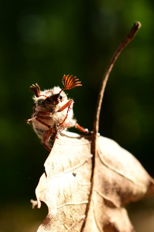 Kostenloses Stock Foto zu bug, insekt, insektenfotografie