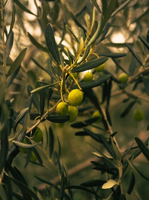 Close-up of Olive Fruits on a Tree 