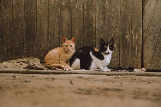 Two cats sitting together on a rustic surface against a wooden backdrop, conveying warmth and friendship.