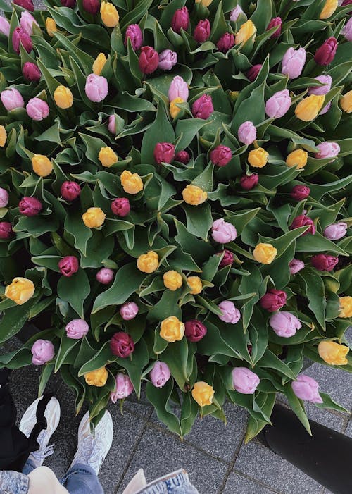 Top View of a Bunch of Tulip Flowers 