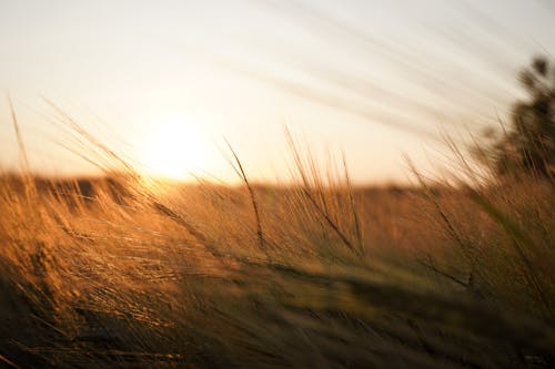 Close-up of Ears of Rye in a Field at Sunset 