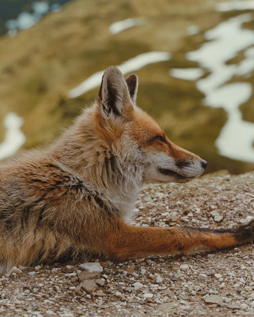 Close-up of a Fox Lying on the Ground by the Water