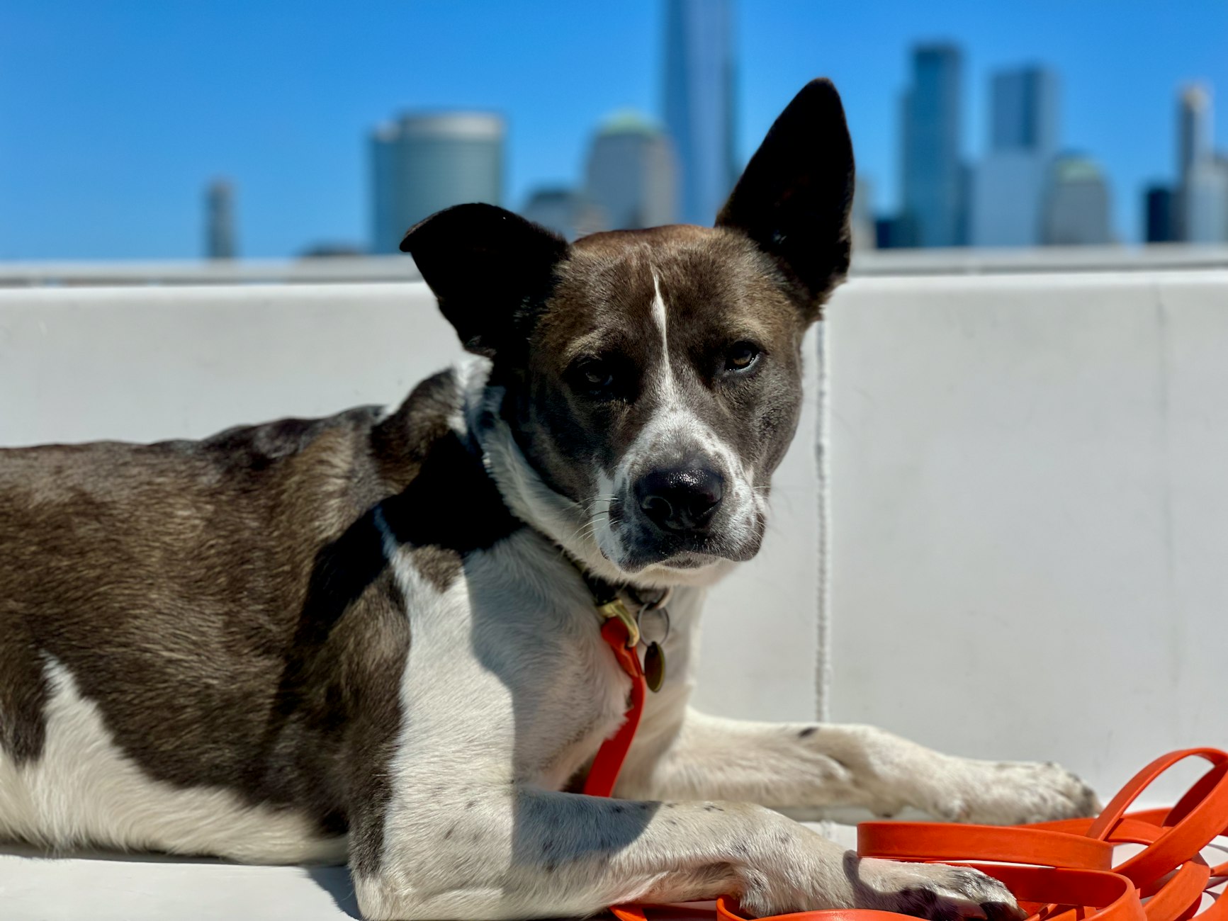 9 Pet Loyalty Programs That Fetch More Sales & Customer Love