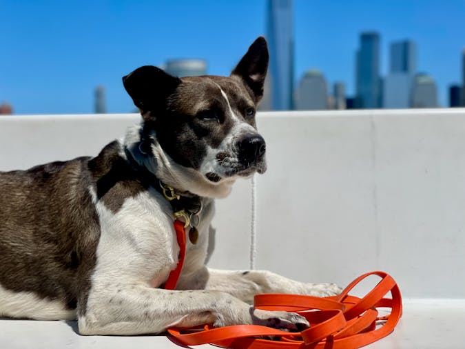 A charming dog lounging with an orange leash on a rooftop in New York City.