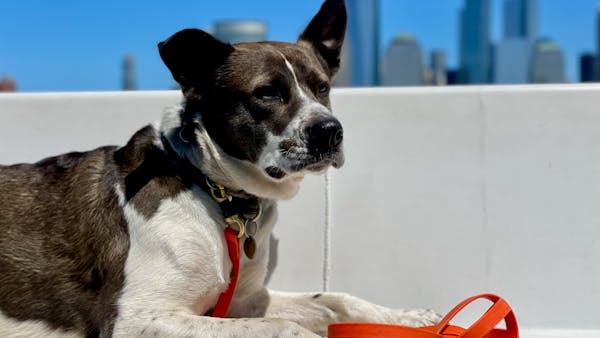 A charming dog lounging with an orange leash on a rooftop in New York City.