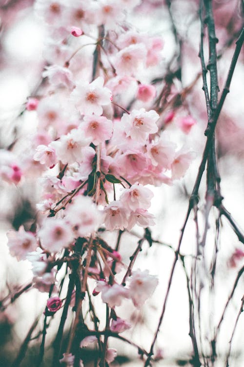 Selective Focus Photography Of Pink Cherry Blossom · Free Stock Photo