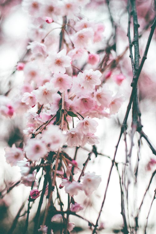 Fotografia Di Messa A Fuoco Selettiva Di Fiori Di Ciliegio Rosa