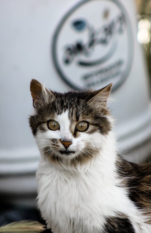 Photo of a Long Haired White and Brown Cat