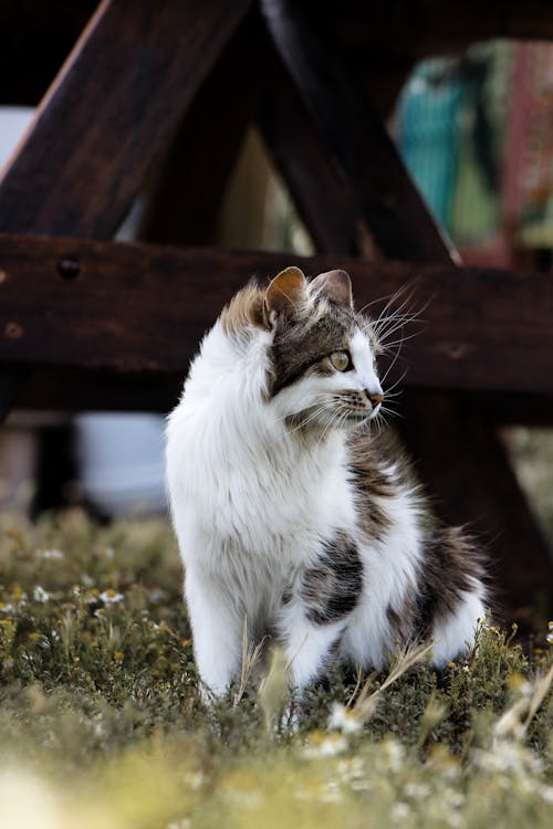 Portrait of Downy Cat 