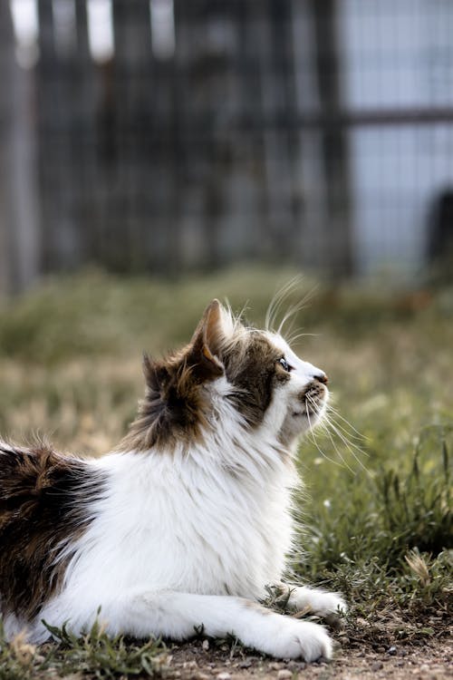 Portrait of a Fluffy Cat Lying Outdoors