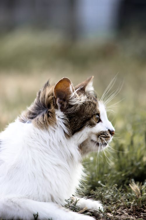 Close up of Cat on Ground