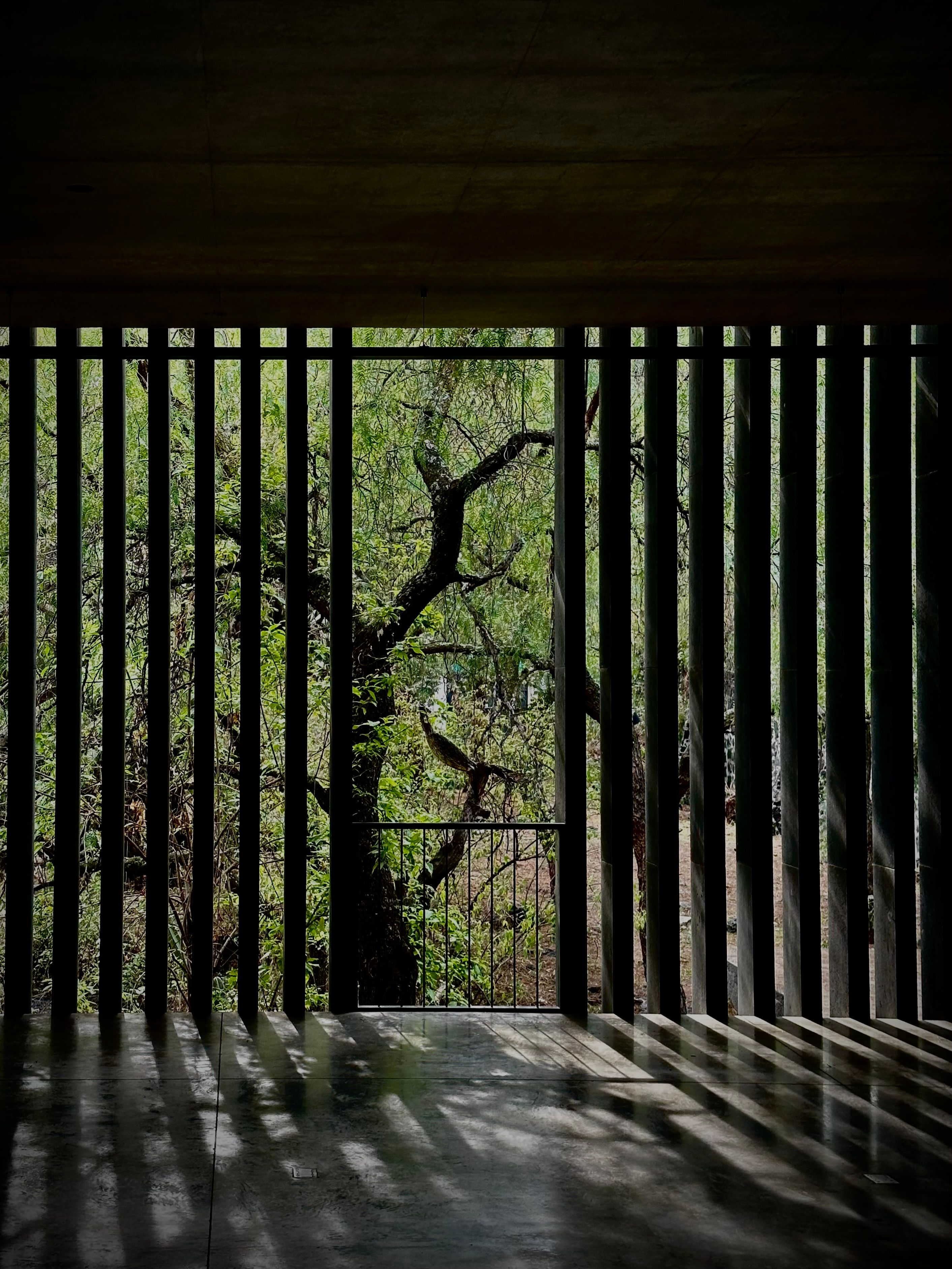 Trees behind Room with Shadows · Free Stock Photo