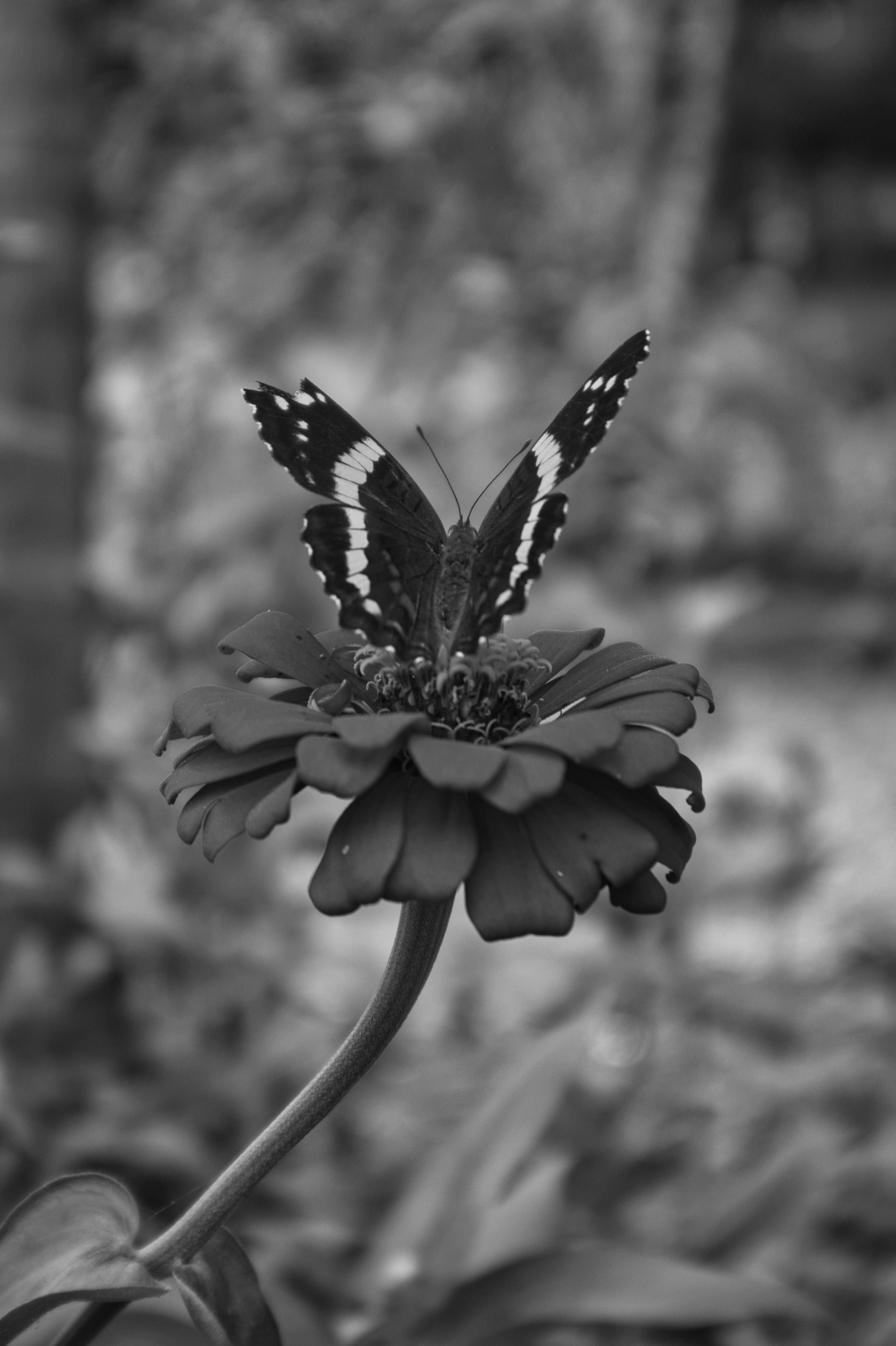 Monochrome close-up of a butterfly on a zinnia flower in Costa Rica.