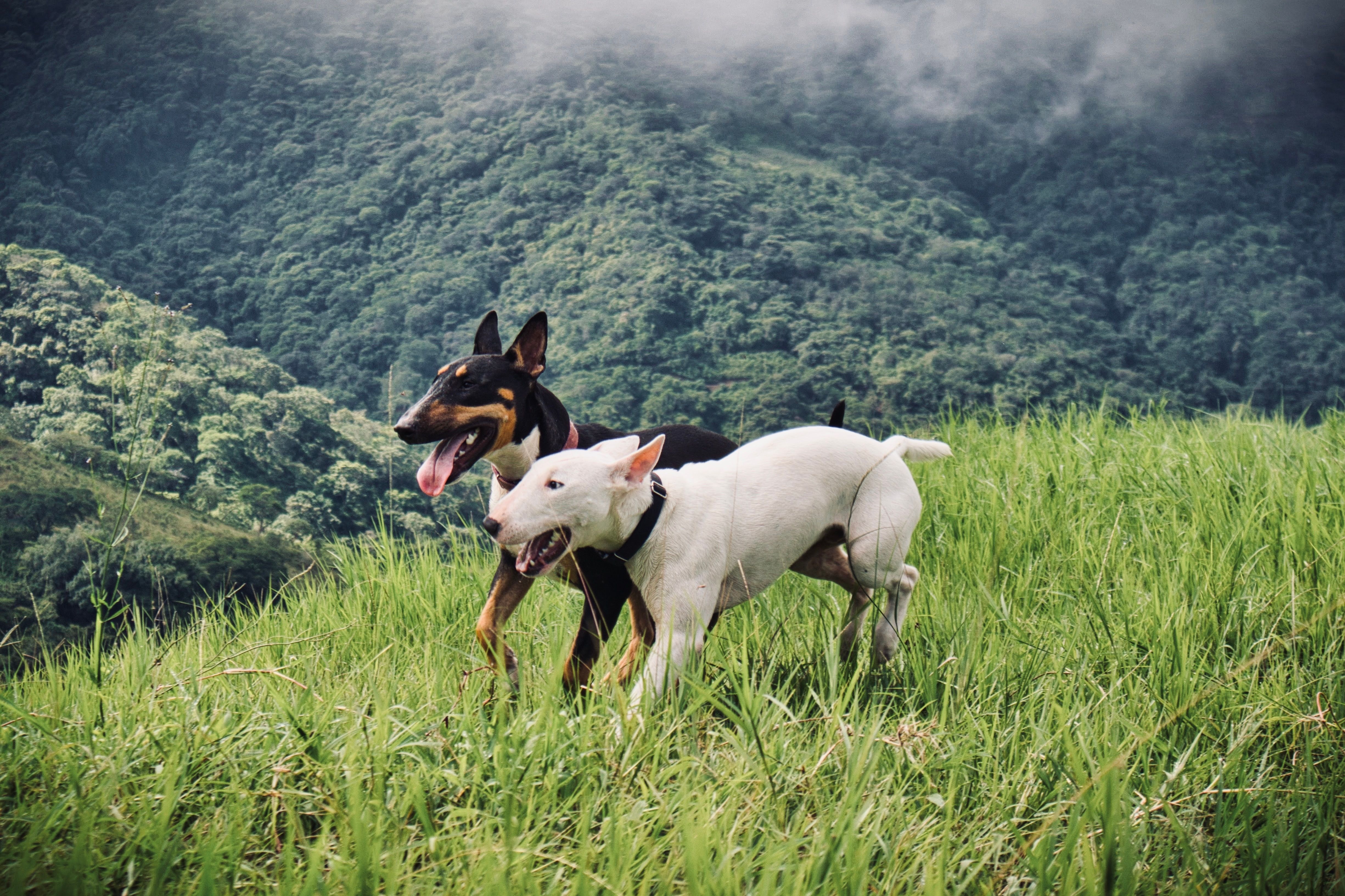 Two playful dogs run through lush green hills in Costa Rica, showcasing their energy and joy.