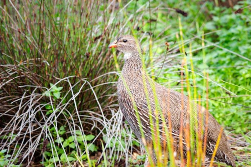 Fotobanka s bezplatnými fotkami na tému bažant, biela, cape spurfowl