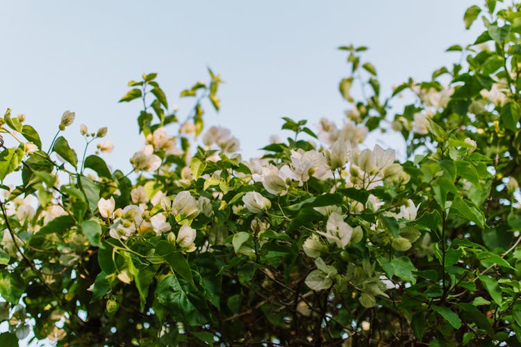 White Flowers On Bush