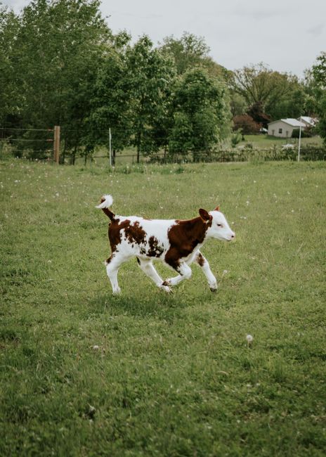 A young calf joyfully runs in a lush green pasture surrounded by trees.