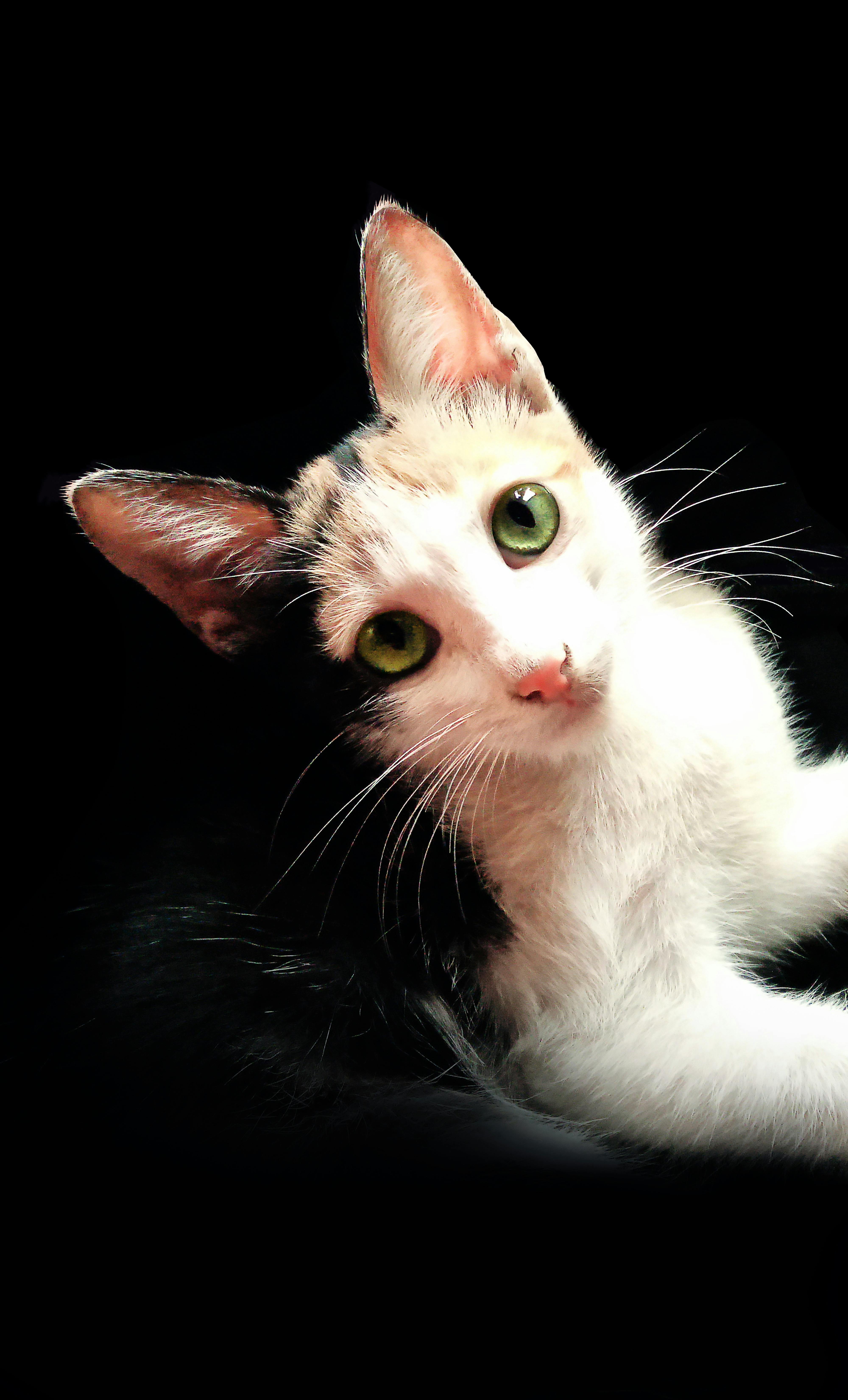 Download 97 Koleksi Background Hitam Kucing HD Terbaru