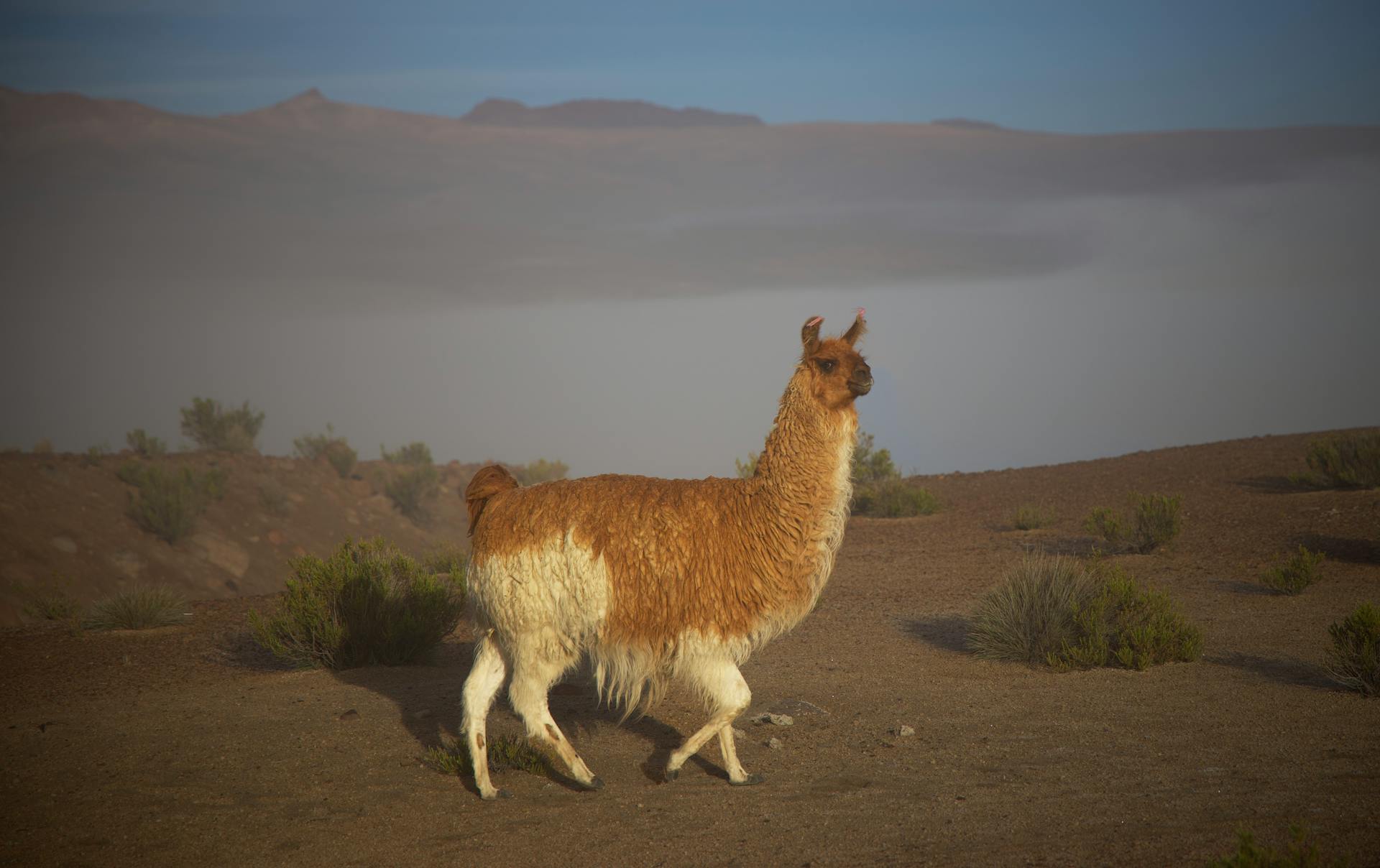 Llama in Nature