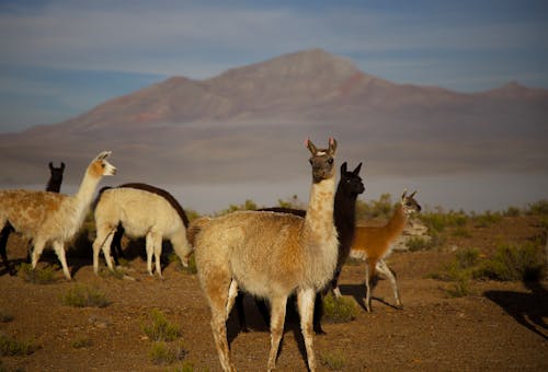 Fotos de stock gratuitas de andes, animales, césped