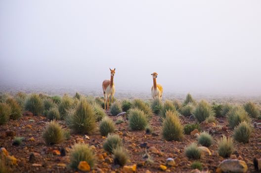 Two vicunas stand in a foggy field in Moquegua, Peru, showcasing wildlife in natural habitat.