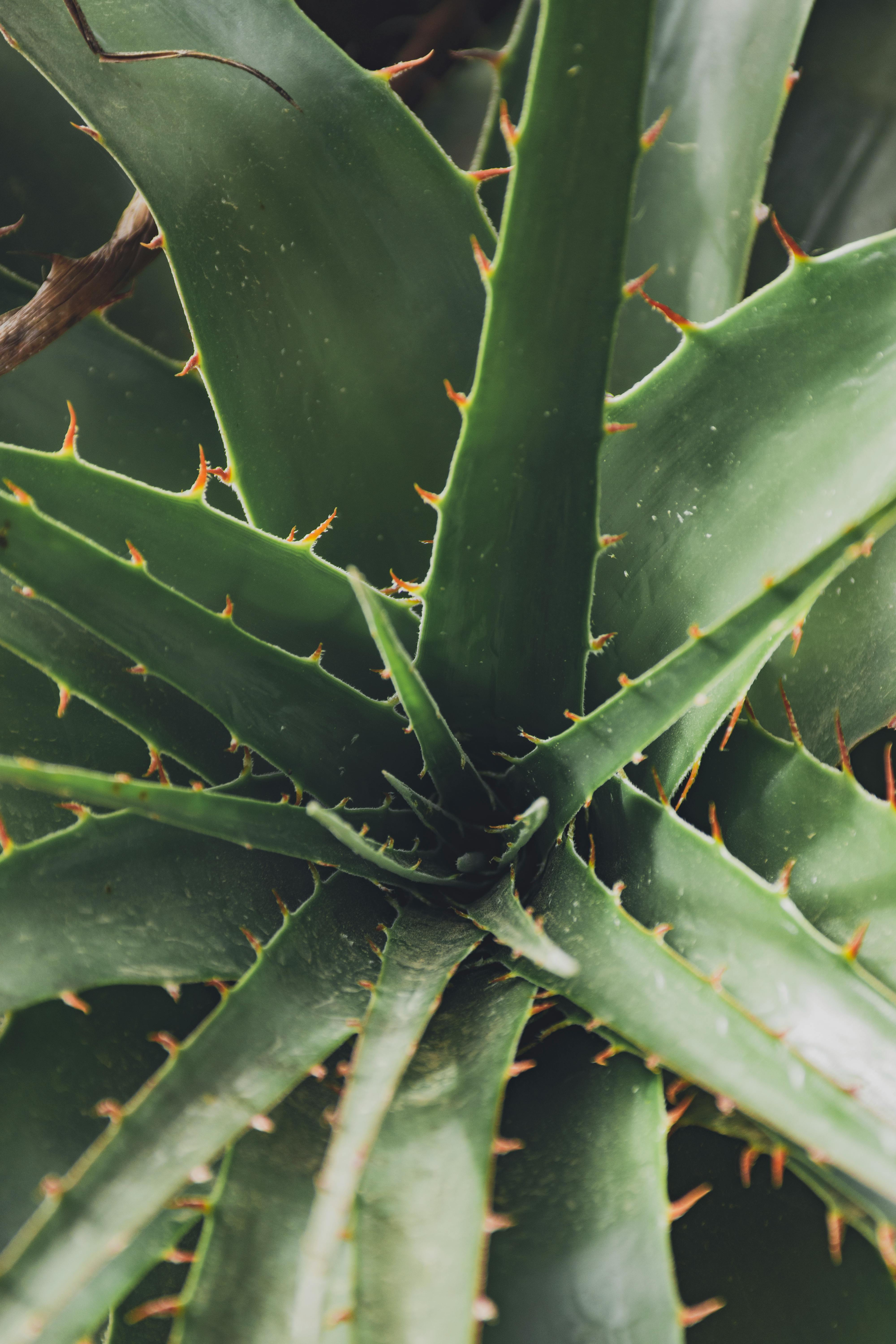 Detailed view of a green cactus with spikes in Huarochirí, Peru.