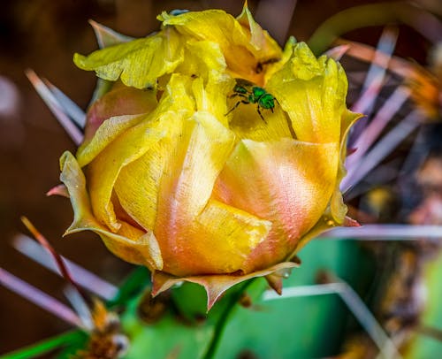 คลังภาพถ่ายฟรี ของ การถ่ายภาพแมลง, ดอกแคคตัส, ดอกไม้