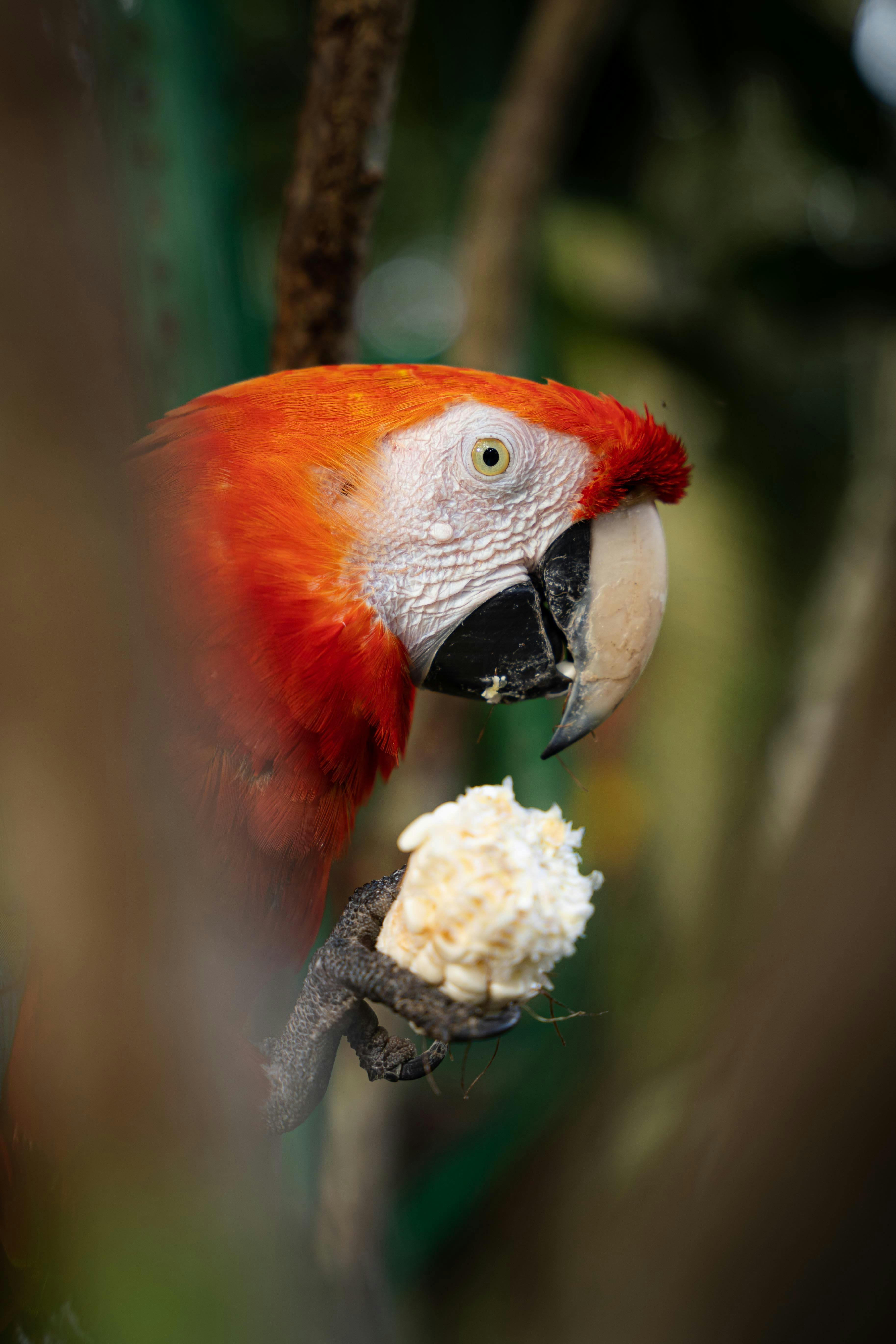 Scarlet Macaw enjoying a meal in the lush forests of Chazuta, Peru.