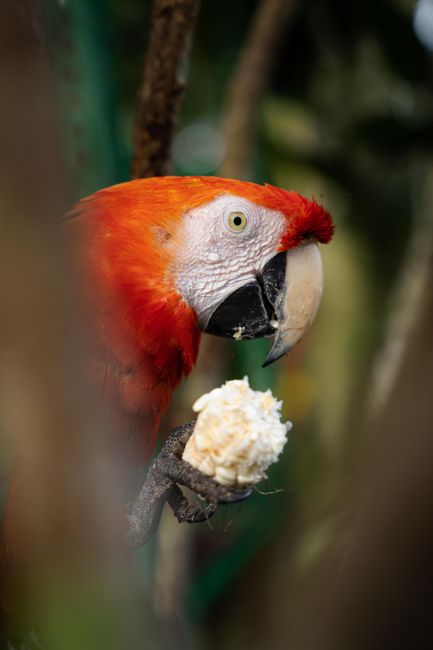 Scarlet Macaw enjoying a meal in the lush forests of Chazuta, Peru.