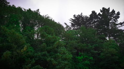 Free stock photo of bush, canopy, cloudy