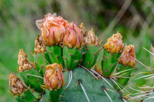 Základová fotografie zdarma na téma kaktus, kaktusový květ, kytka