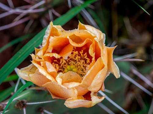 คลังภาพถ่ายฟรี ของ ดอกกระบองเพชรกำลังบาน, ดอกส้ม, ดอกแคคตัส
