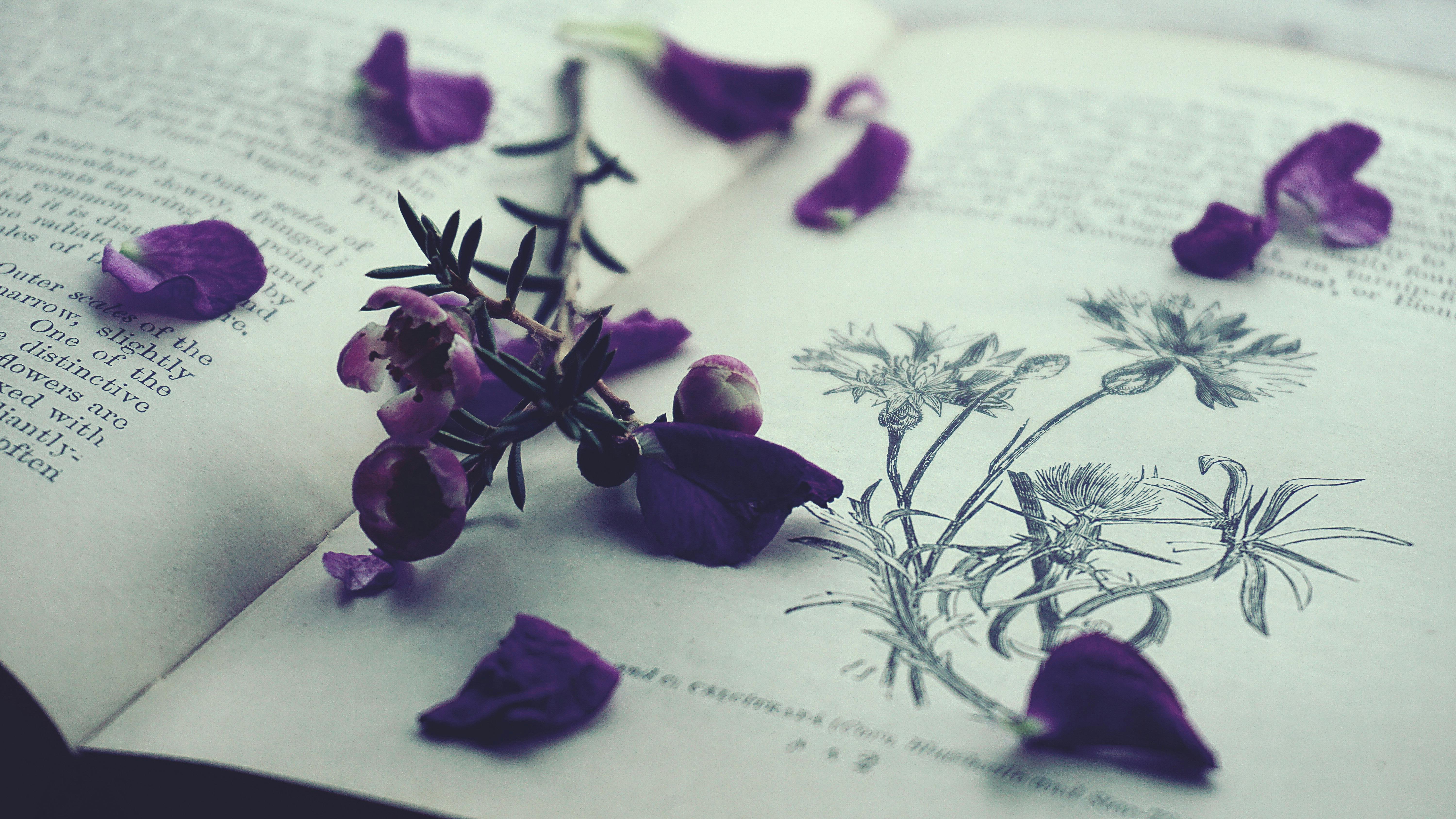 Purple petals scattered on the pages of an open book.