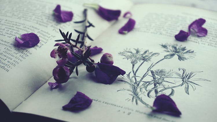 Purple Petals On Opened Book