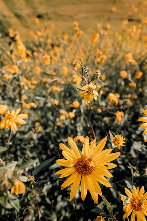 Gratis lagerfoto af bane, blomster, gul