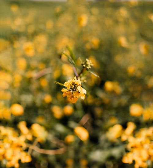 Foto d'estoc gratuïta de enfocament selectiu, flor, groc