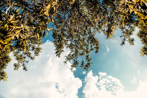 Free A tranquil view looking up at tree branches against a bright blue sky with clouds. Stock Photo