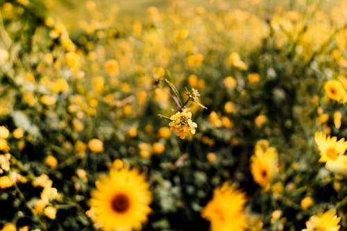 Yellow Sunflowers on Field