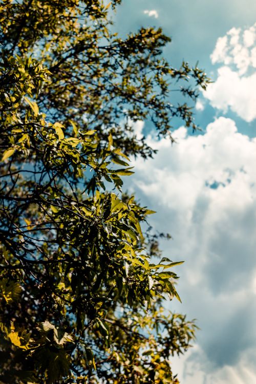 Free A low angle view of green leaves on a tree with a bright blue sky and fluffy clouds. Stock Photo