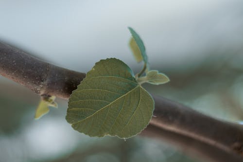 免费 绿叶植物的选择性聚焦摄影 素材图片
