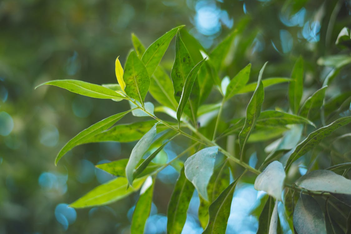 Close-Up Photo of Leaves