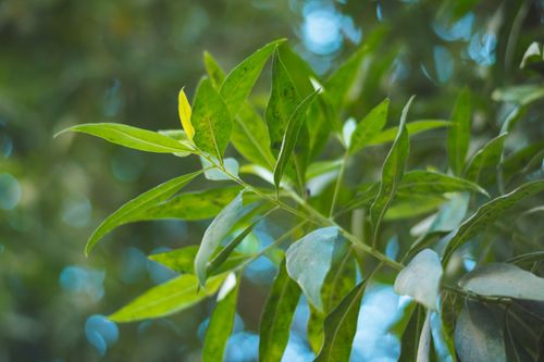 Free Vibrant green leaves against a soft bokeh background, capturing nature's freshness. Stock Photo