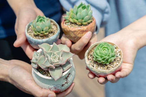 Close-up of People Holding Tiny Succulents in Pots 