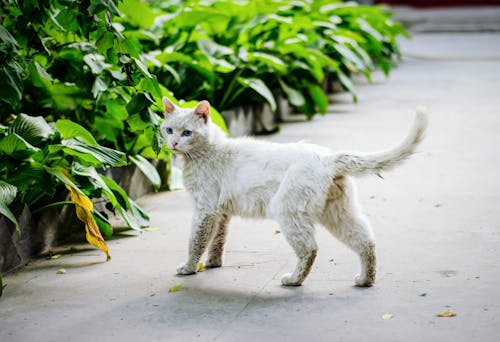 бесплатная Белый кот Стоковое фото