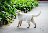 一只毛茸茸的白猫在郁郁葱葱的室外花园小路上探索，小路上点缀着充满活力的绿色植物